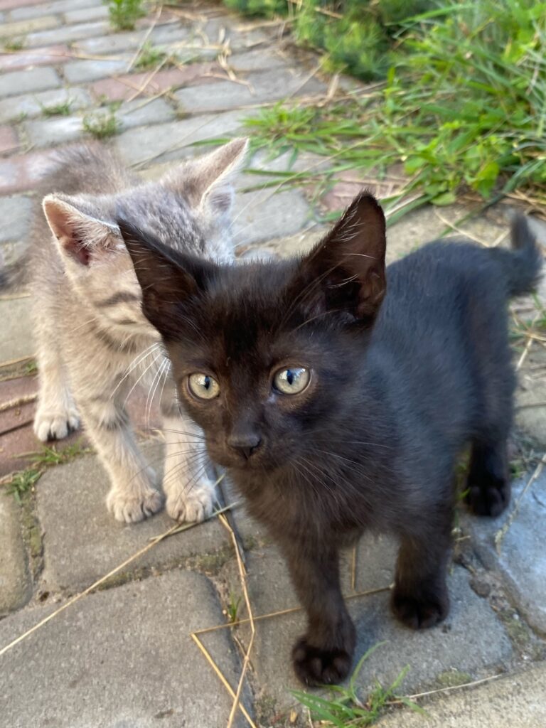 Котята ищут дом, им около 4-х месяцев