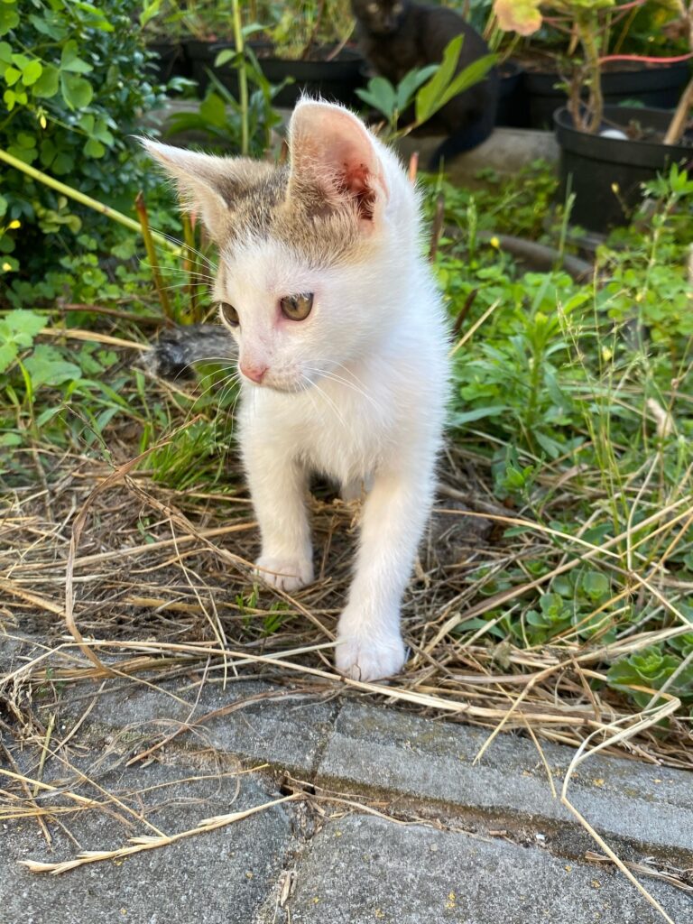 Котята ищут дом, им около 4-х месяцев