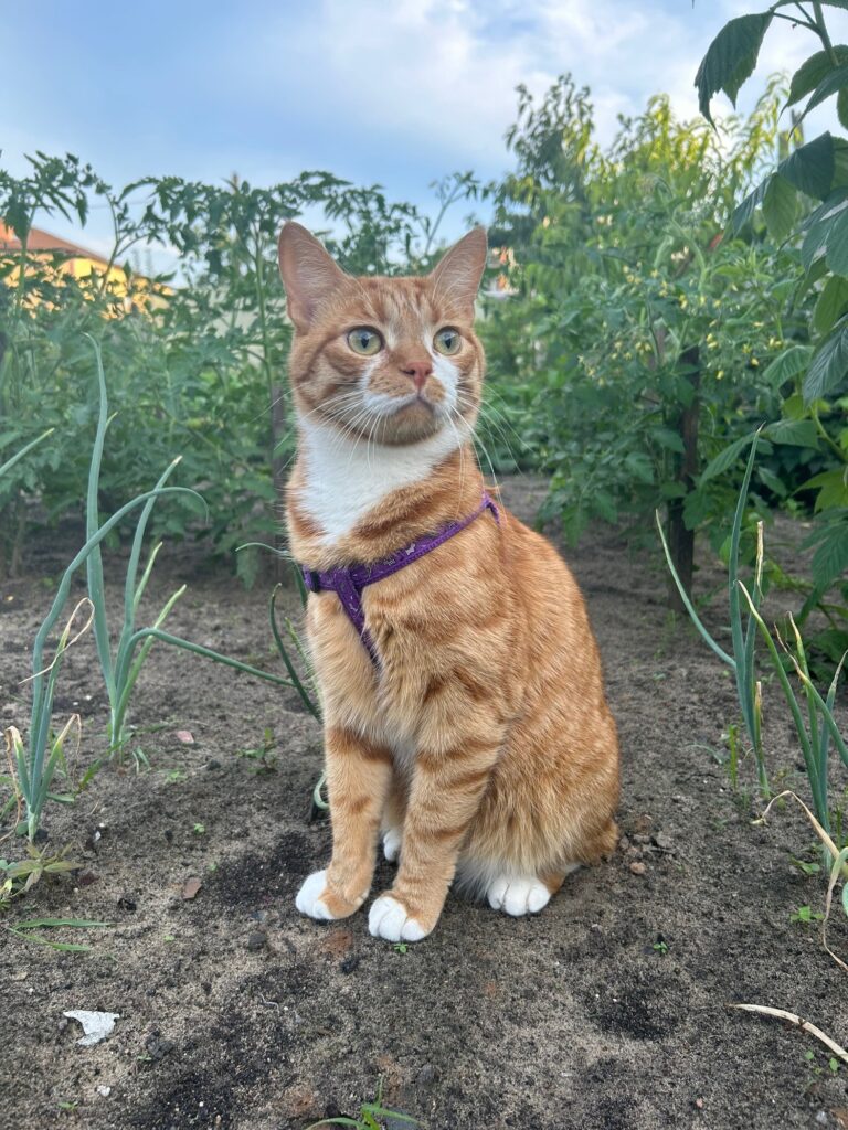 Потерялся кот в районе 2-ой школы.