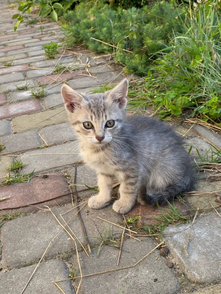 Котята ищут дом, им около 4-х месяцев