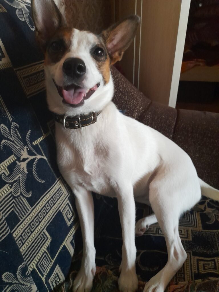 Пропала собака в районе деревни Боровск