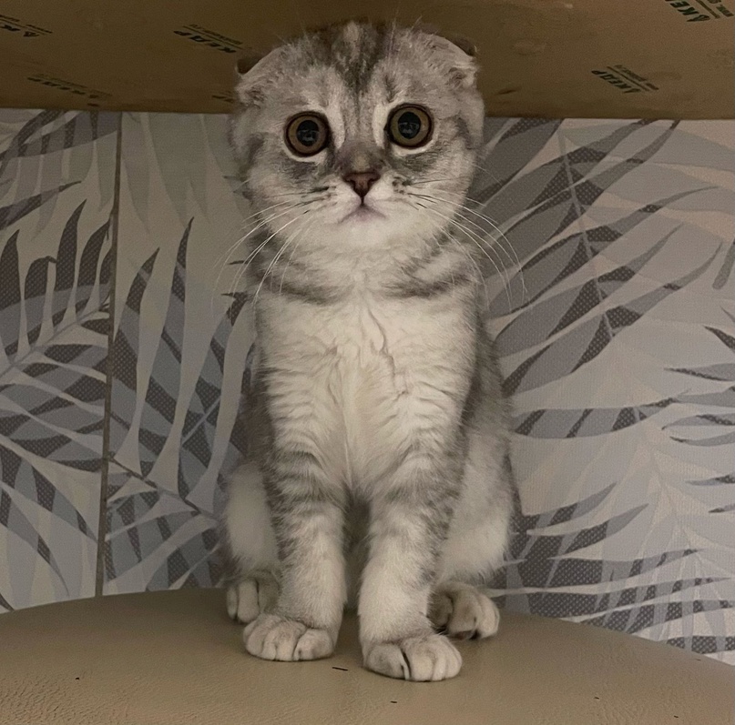 Потерялась кошечка в районе взрослой библиотеки