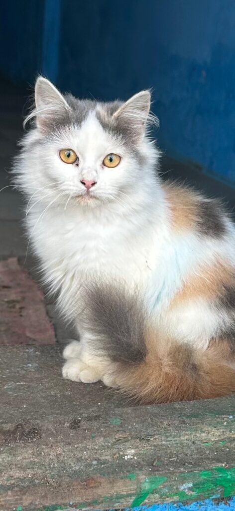 Пристраивается кошка возрастом полгода по кличке Масяня