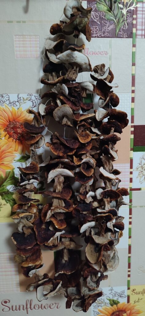 Продам сухие грибы ... боровики