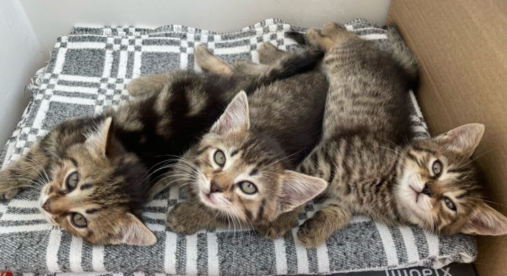 Котики в дар