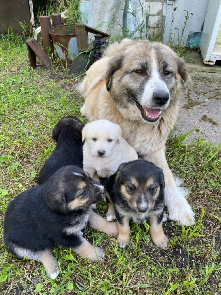 Отдадим за благодарность щенков