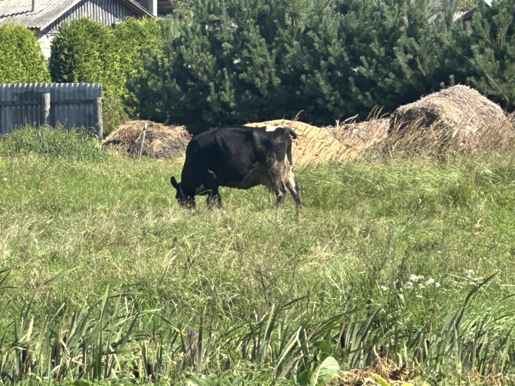 Корова высокоудойная