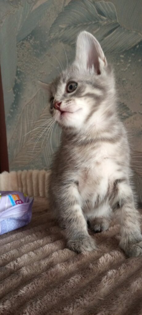 ,милые котята ищут дом