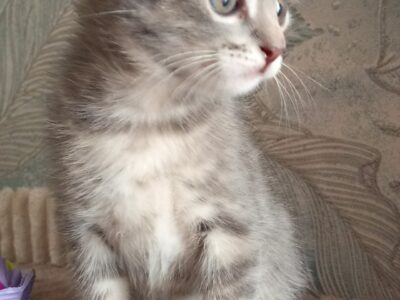 ,милые котята ищут дом