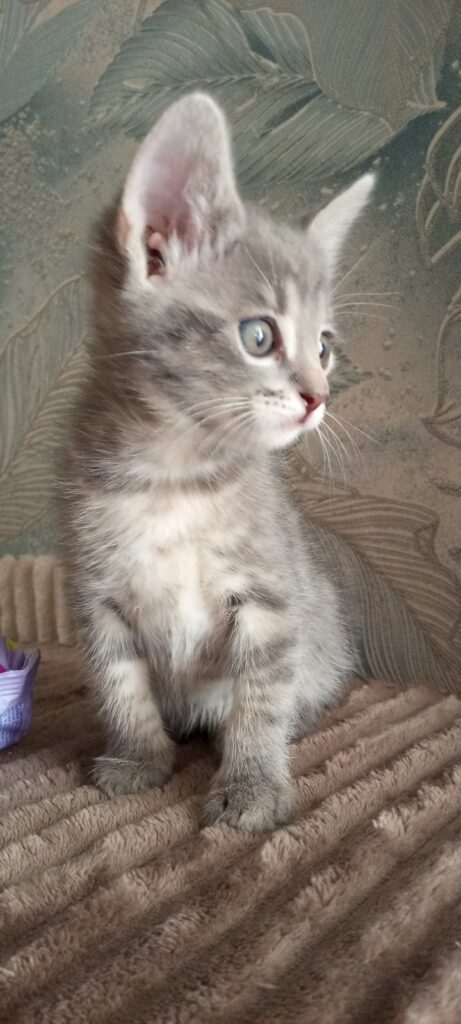 ,милые котята ищут дом