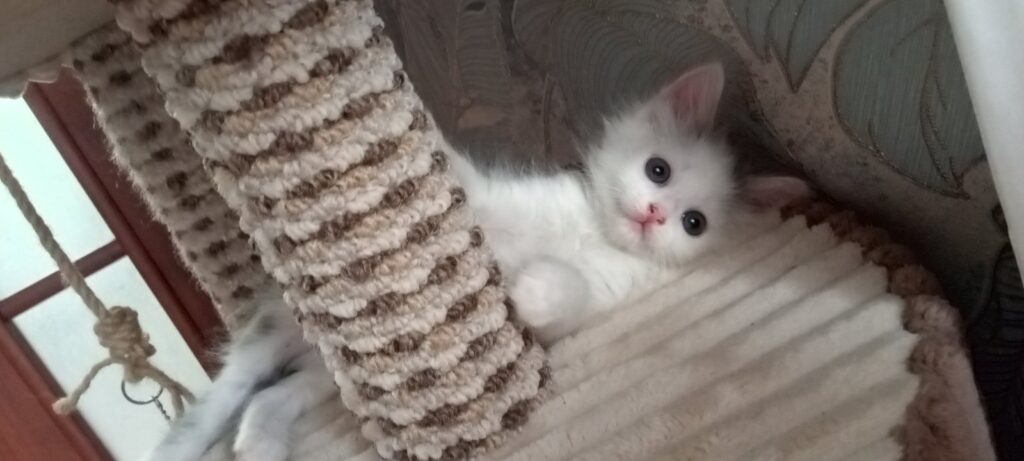 ,милые котята ищут дом