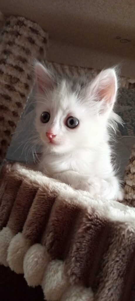 ,милые котята ищут дом