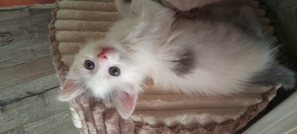 ,милые котята ищут дом