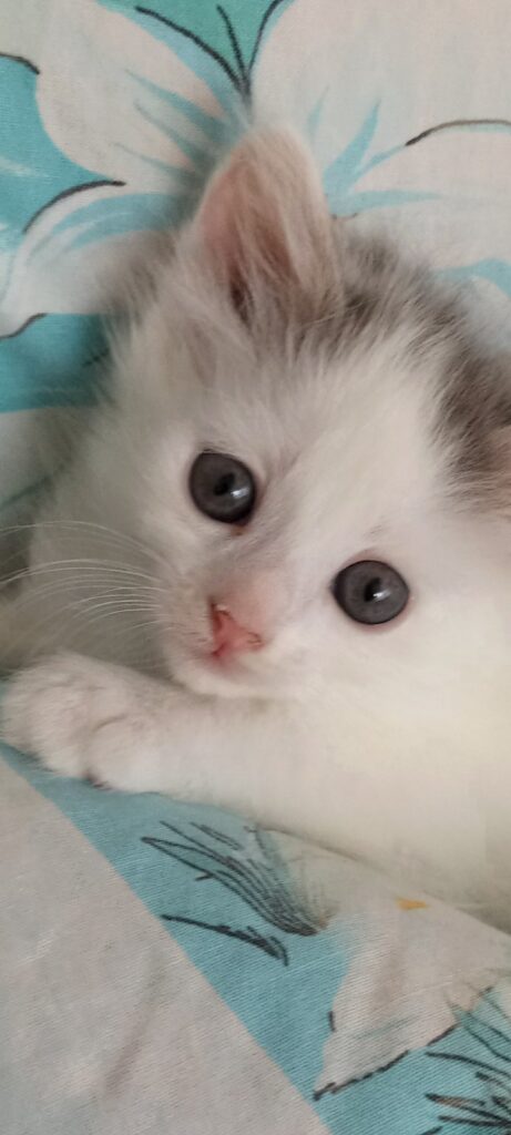 ,милые котята ищут дом