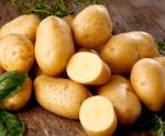 Урожайность картофеля на Гомельщине на треть выше прошлогодней