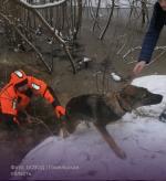 В Мозыре собака провалилась под лед и едва не погибла. На выручку пришли сотрудники ОСВОДа