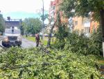 Сильный ветер сломал дерево по улице Фрунзе