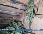 Житель Калинковичей готовил дурман на продажу